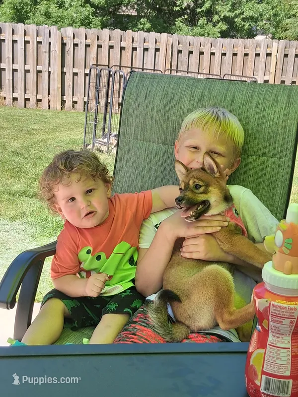 Winnie – Shiba Inu puppy for sale in Alexandria, MN