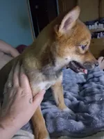Winnie, a female Shiba Inu for sale in Alexandria, MN – 4 of 9