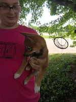 Winnie, a female Shiba Inu for sale in Alexandria, MN – 7 of 9