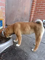 Winnie, a female Shiba Inu for sale in Alexandria, MN – 8 of 9