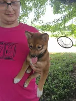 Winnie, a female Shiba Inu for sale in Alexandria, MN – 9 of 9
