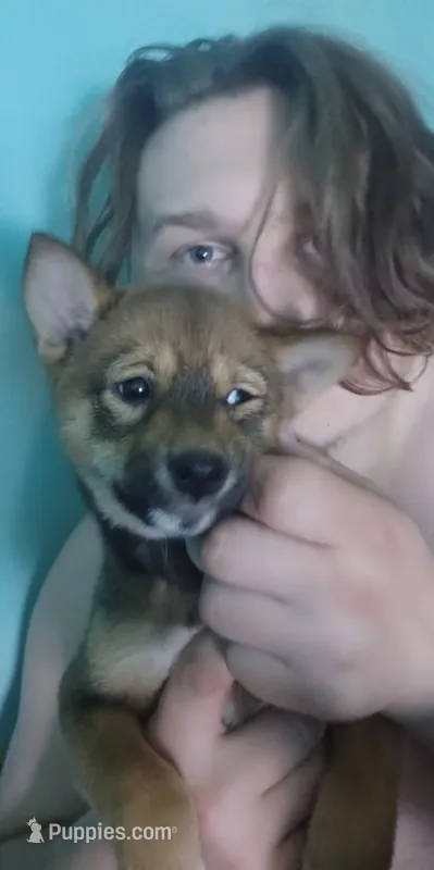 Winnie – Shiba Inu puppy for sale in Alexandria, MN