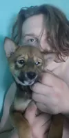 Winnie, a female Shiba Inu for sale in Alexandria, MN – 1 of 3