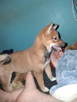 Winnie, a female Shiba Inu for sale in Alexandria, MN – 2 of 3