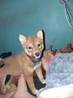 Winnie, a female Shiba Inu for sale in Alexandria, MN – 3 of 3