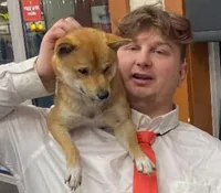 Lil Guy, a male Shiba Inu for sale in Alexandria, MN – 2 of 3