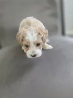 Nova, a male Yorkipoo and Shih Tzu for sale in Antioch, CA – 4 of 6