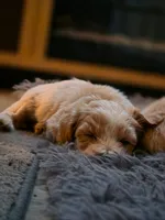 Nova, a male Yorkipoo and Shih Tzu for sale in Antioch, CA – 5 of 6