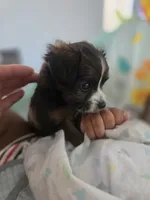 Blade, a male Yorkipoo and Shih Tzu for sale in Antioch, CA – 5 of 7
