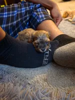 Midnight, a male Yorkipoo and Shih Tzu for sale in Antioch, CA – 5 of 5