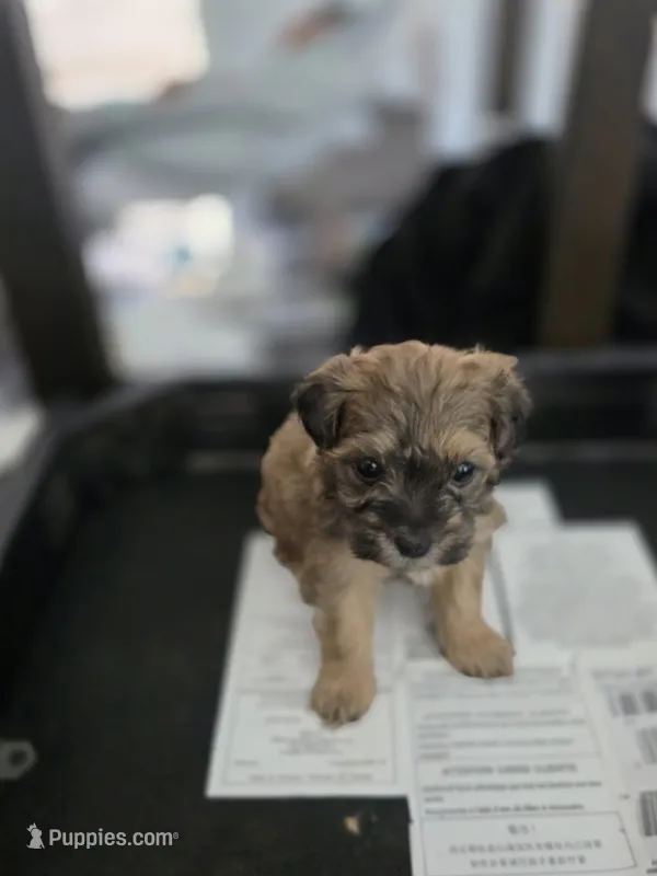 Midnight – Yorkipoo, Shih Tzu puppy for sale in Antioch, CA