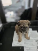 Midnight, a male Yorkipoo and Shih Tzu for sale in Antioch, CA – 1 of 5