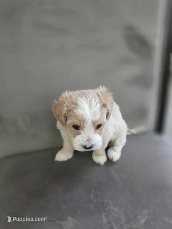 Nova – Yorkipoo, Shih Tzu puppy for sale in Antioch, CA