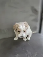 Nova, a male Yorkipoo and Shih Tzu for sale in Antioch, CA – 1 of 6