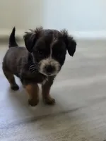 Blade, a male Yorkipoo and Shih Tzu for sale in Antioch, CA – 2 of 7