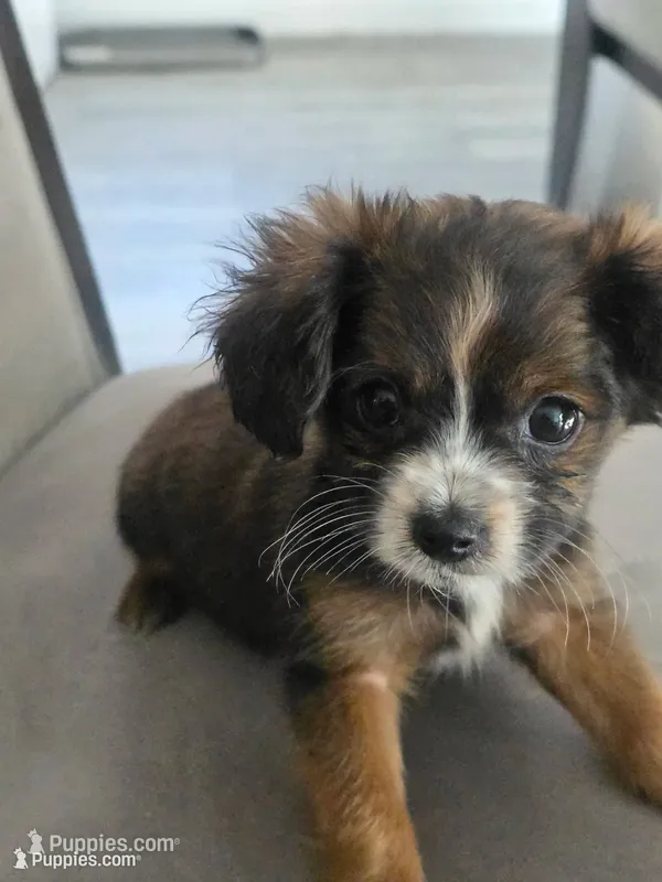 Blade – Yorkipoo, Shih Tzu puppy for sale in Antioch, CA