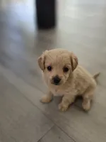 Misty, a female Yorkipoo for sale in Antioch, CA – 3 of 4