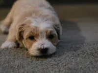 Nova, a male Yorkipoo and Shih Tzu for sale in Antioch, CA – 6 of 6