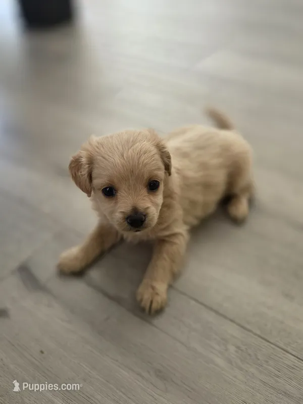 Misty – Yorkipoo puppy for sale in Antioch, CA