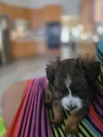 Blade, a male Yorkipoo and Shih Tzu for sale in Antioch, CA – 6 of 7