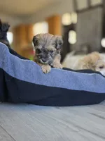 Midnight, a male Yorkipoo and Shih Tzu for sale in Antioch, CA – 2 of 5