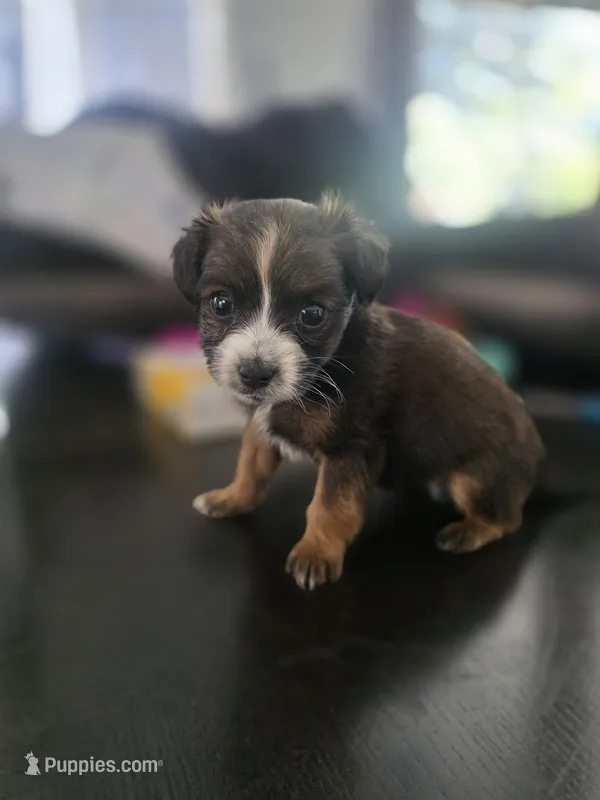 Blade – Yorkipoo, Shih Tzu puppy for sale in Antioch, CA