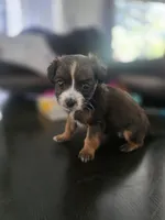 Blade, a male Yorkipoo and Shih Tzu for sale in Antioch, CA – 1 of 7