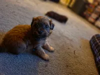 Midnight, a male Yorkipoo and Shih Tzu for sale in Antioch, CA – 3 of 5
