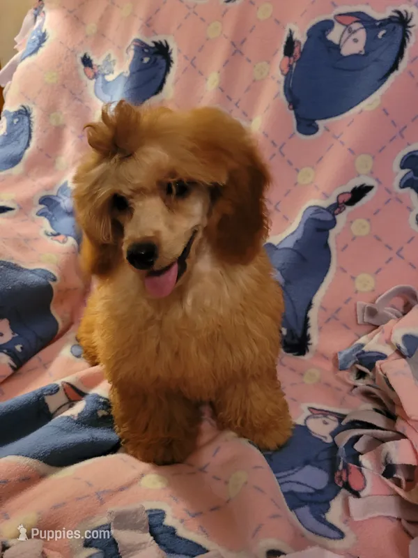 AKC Piper – Poodle - Toy  puppy for sale in Charlotte, NC