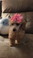 Poppy, a female Poodle - Miniature  for sale in Charlotte, NC – 2 of 7