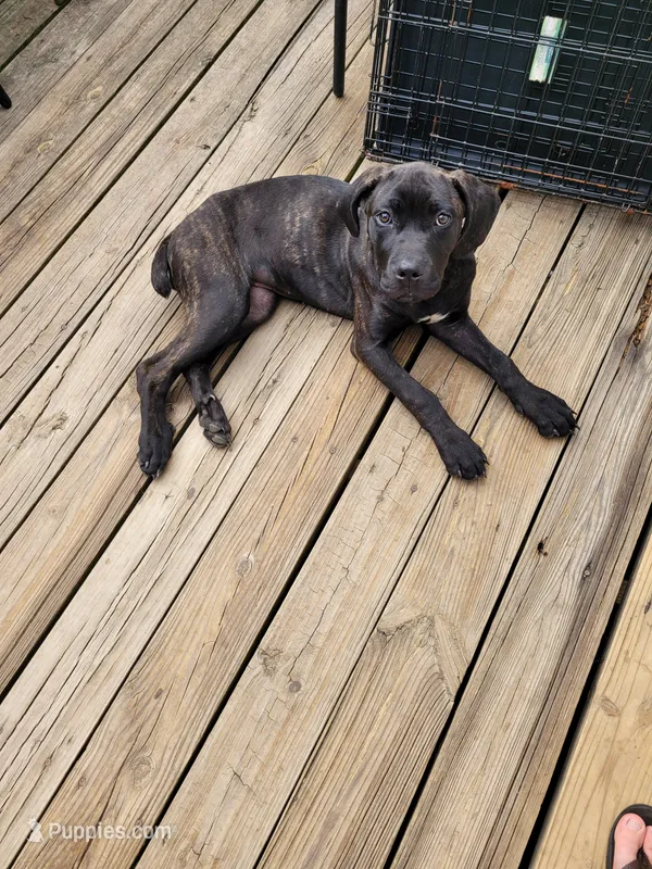 Raven  – Cane Corso puppy for sale in Charlotte, NC