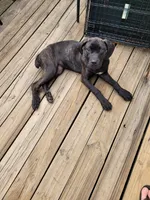 Raven , a female Cane Corso for sale in Charlotte, NC – 1 of 5