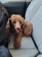 Willow, a female Poodle - Miniature  for sale in Charlotte, NC – 2 of 2