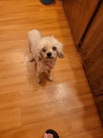 Dolle, a female Poodle - Toy  for sale in Charlotte, NC – 2 of 3