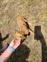 Pup 1 , a female Chihuahua and Miniature Pinscher for sale in Charlotte, NC – Photo 5 of 8