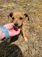 Pup 1 , a female Chihuahua and Miniature Pinscher for sale in Charlotte, NC – Photo 1 of 8