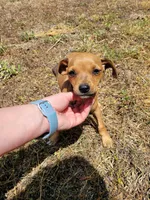 Pup 1 , a female Chihuahua and Miniature Pinscher for sale in Charlotte, NC – Photo 2 of 8