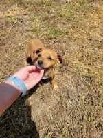 Pup 1 , a female Chihuahua and Miniature Pinscher for sale in Charlotte, NC – Photo 4 of 8