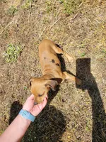 Pup 1 , a female Chihuahua and Miniature Pinscher for sale in Charlotte, NC – Photo 6 of 8