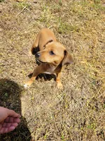 Pup 1 , a female Chihuahua and Miniature Pinscher for sale in Charlotte, NC – Photo 3 of 8