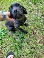 Raven , a female Cane Corso for sale in Charlotte, NC – 2 of 3