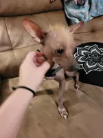 Chicco, a male Chinese Crested for sale in Charlotte, NC – 4 of 5