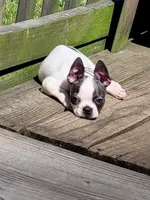 Lila, a female Boston Terrier for sale in Charlotte, NC – Photo 2 of 9