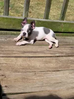 Lila, a female Boston Terrier for sale in Charlotte, NC – Photo 5 of 9