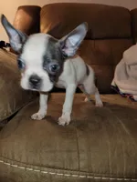 Tinkerbell , a female Boston Terrier for sale in Charlotte, NC – Photo 4 of 7