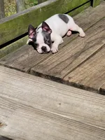 Lila, a female Boston Terrier for sale in Charlotte, NC – Photo 4 of 9