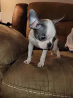 Tinkerbell , a female Boston Terrier for sale in Charlotte, NC – Photo 3 of 7