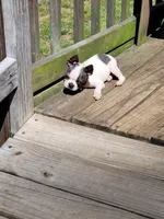 Lila, a female Boston Terrier for sale in Charlotte, NC – Photo 3 of 9