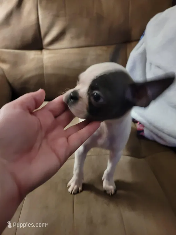 Tinkerbell  – Boston Terrier puppy for sale in Charlotte, NC