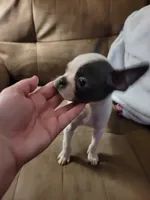 Tinkerbell , a female Boston Terrier for sale in Charlotte, NC – Photo 1 of 7